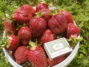 Клубника "ИЗБРАННИЦА" (6 шт.)