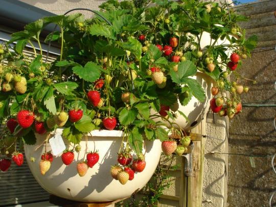 Клубника на балконе, сорт Ксюша (6 шт в упаковке(